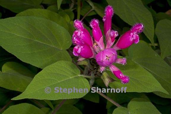 salvia puberula 5 graphic